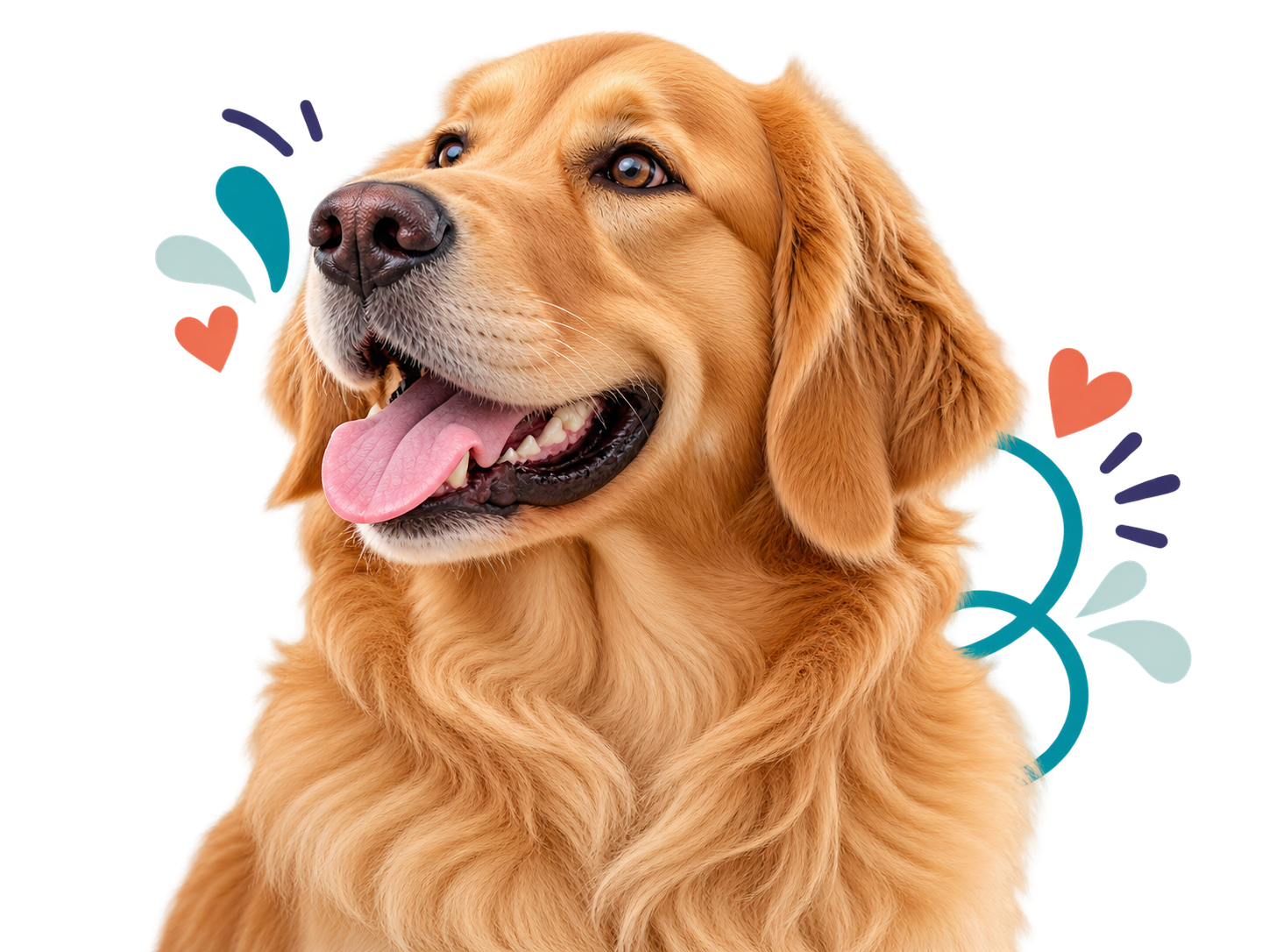 Vrolijke Golden Retriever