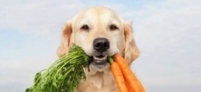 Gezonde hond