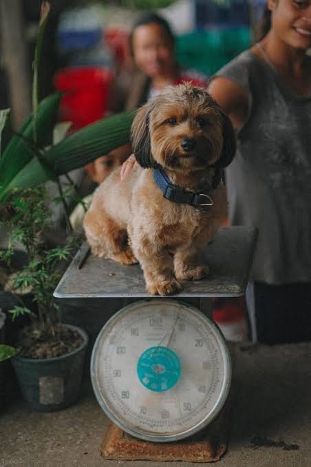 Hond op een weegschaal