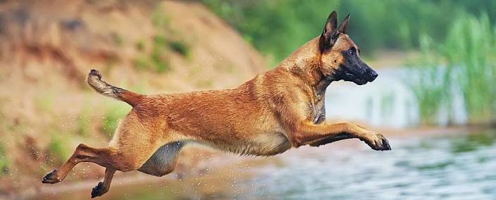 Hond die beweegt