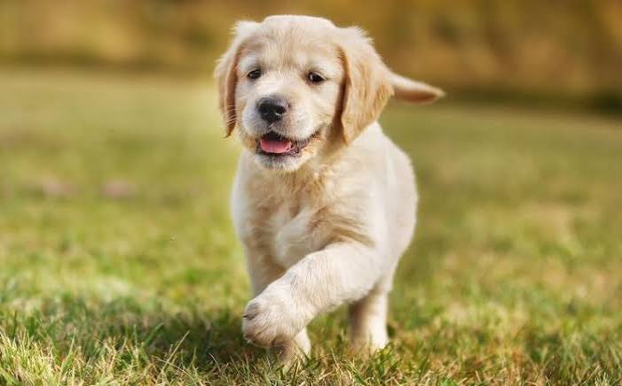 Hond met een tussendoortje