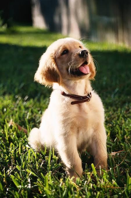 Fien, een hond van CollarFeed