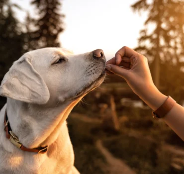 Hoeveel voer moet ik mijn hond geven - hond eet uit de hand
